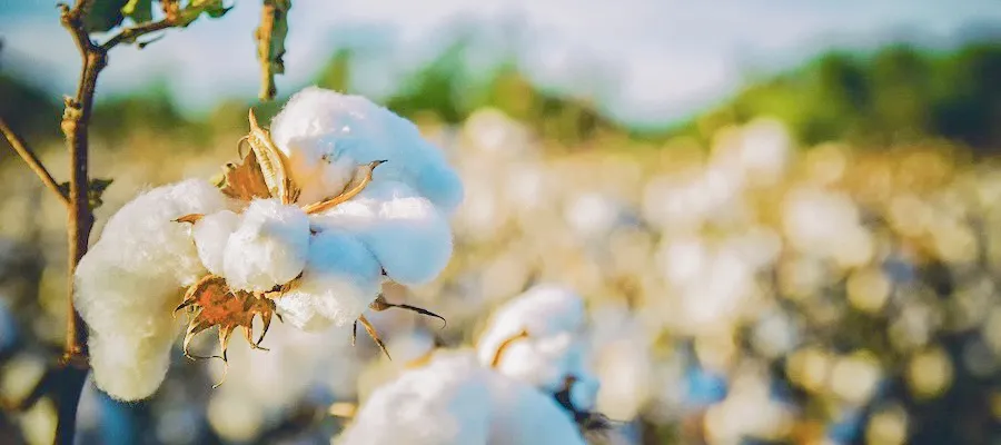 リサイクルコットンはこうやって作られる！